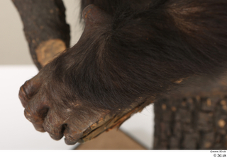 Chimpanzee Bonobo hand 0007.jpg